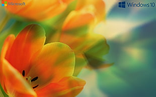 yellow petaled flower windows 10 wallpaper, window, Windows 10, Microsoft Windows, Windows Vista