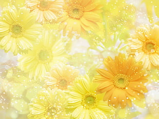 yellow and white floral textile, flowers, yellow flowers, daisies