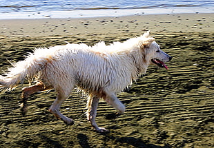 shallow photography of white short coated dog near beach