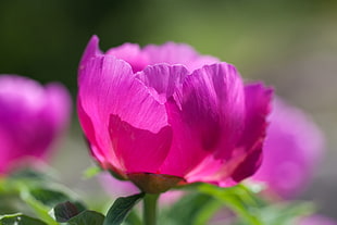 pink Peony flower in bloom close-up photo HD wallpaper