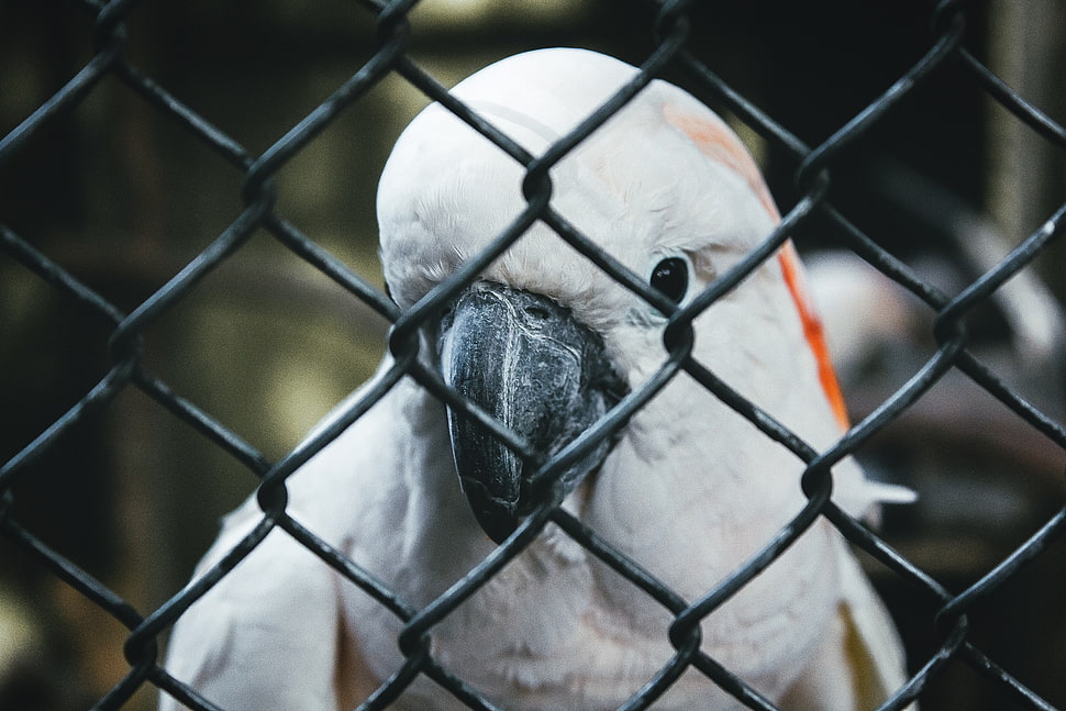 white and black bird HD wallpaper