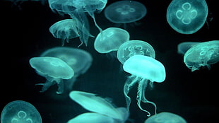 white jellyfish lot, animals, jellyfish