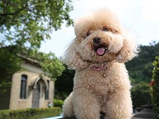 poodle near house at daytime HD wallpaper