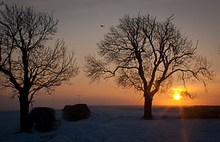 silhouette of two bare trees during sunset