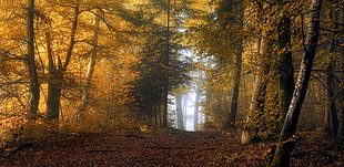 forest path, nature, landscape, mist, forest HD wallpaper