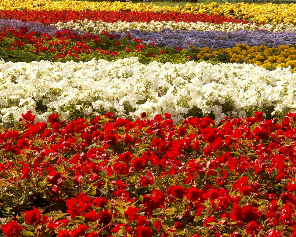 red, white, yellow,and purple flower field HD wallpaper