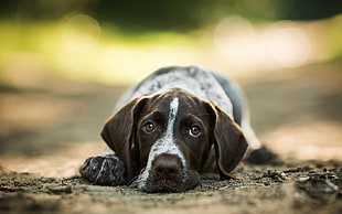 closeup photography of German shorthaired pointer prone lying on sand HD wallpaper
