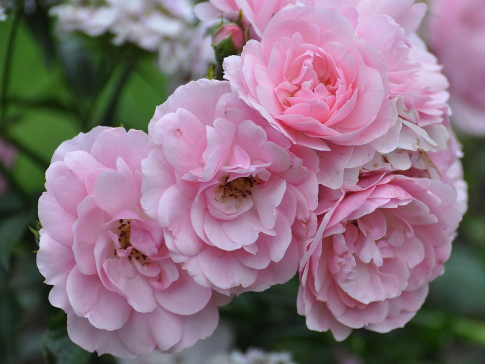 close-up photo of pink petal flower HD wallpaper