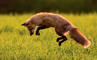 brown fox, animals, fox, jumping, grass HD wallpaper