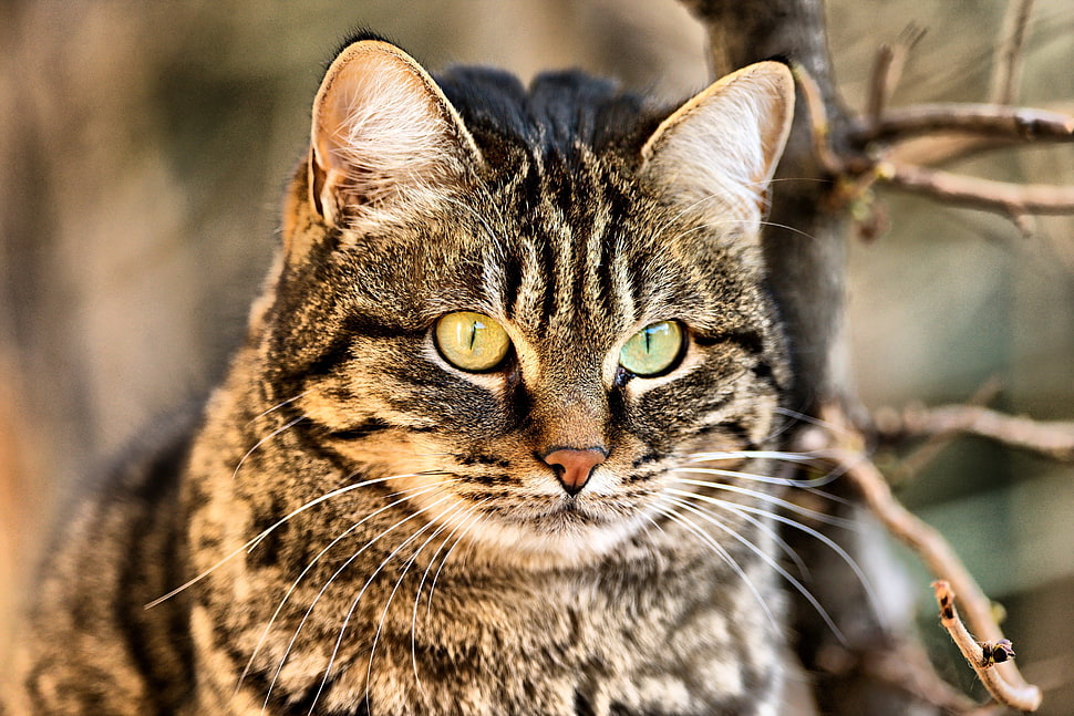 grey Tabby cat HD wallpaper