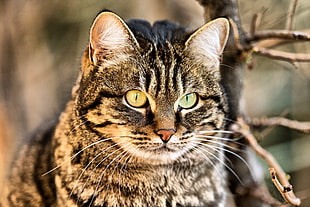 grey Tabby cat HD wallpaper