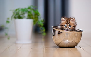brown kitten in stainless steel bowl