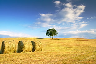 brown Hay near green leaf trees under white clouds HD wallpaper