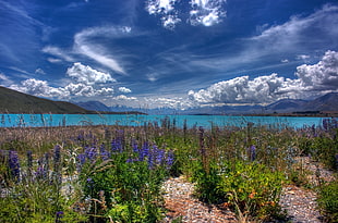 flower field near body of water during daytime, lake tekapo