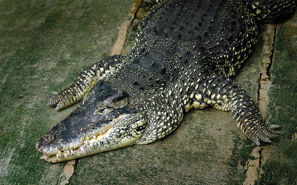 black and white crocodile HD wallpaper