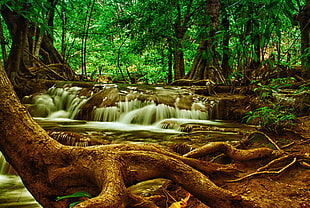 stream of water near brown tree trunks during daytime