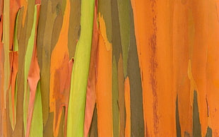 orange, green, and black abstract painting, nature