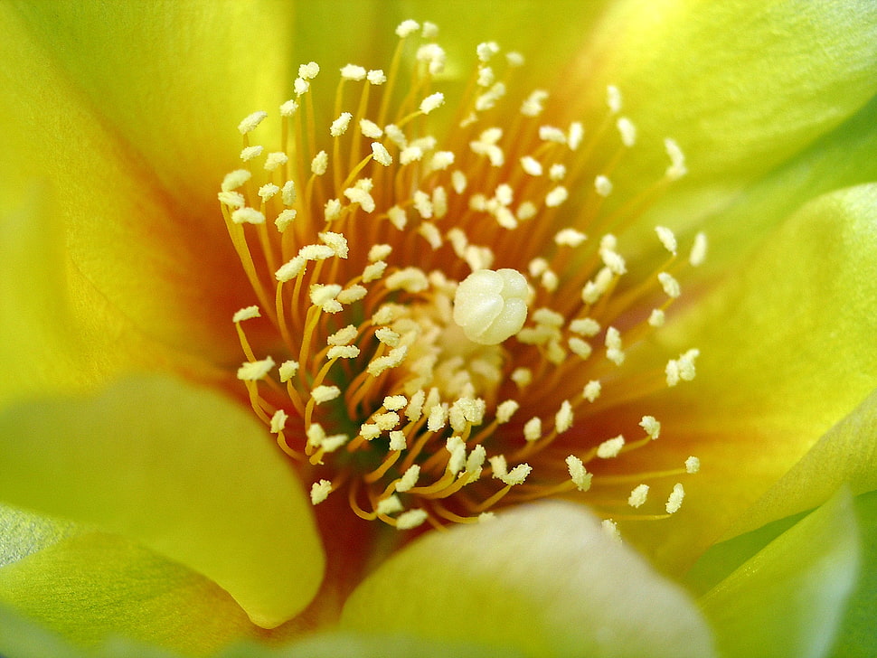 closeup photo of yellow petal flowers HD wallpaper