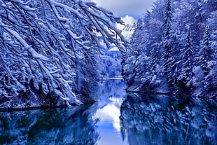 lake between snow covered trees