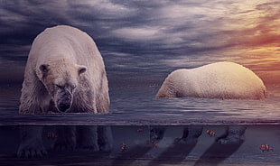 polar bear painting, Polar bears, Ocean, Underwater