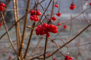 close-up photography of red berries HD wallpaper
