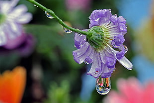 purple petaled flower with water drop
