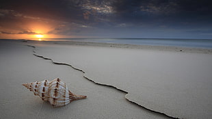white shell, beach, sea, sand, sunset