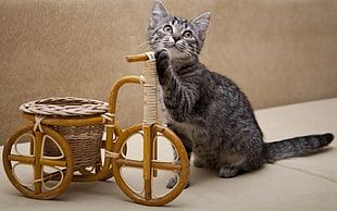 silver tabby kitten looking up while touching the brown wooden trike miniature