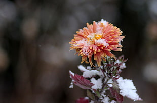 pink petaled flower, Chrysanthemum, Snow, Bud