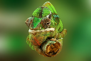 green Chameleon HD wallpaper