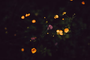 yellow flowers, Flowers, Field, Dark