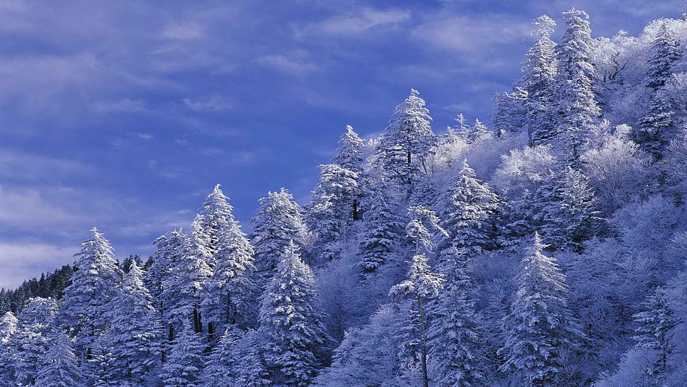 pine trees, winter, forest, sunset, lights HD wallpaper