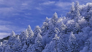 pine trees, winter, forest, sunset, lights