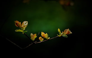 green and yellow leafed plant, twigs, plants, leaves, vignette