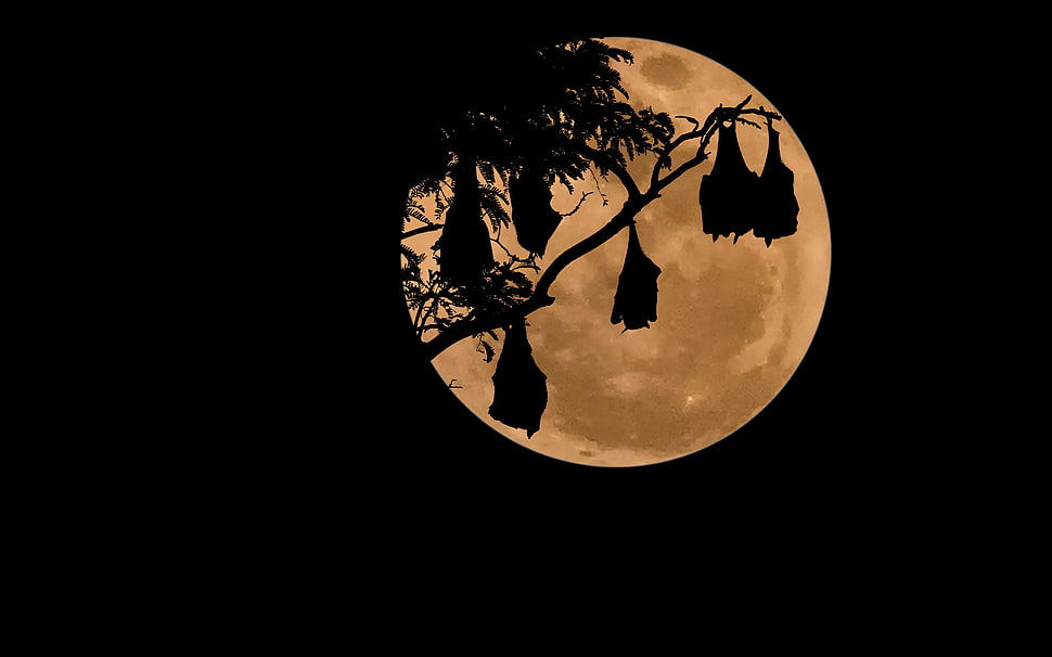 silhouette of tree at full moon HD wallpaper