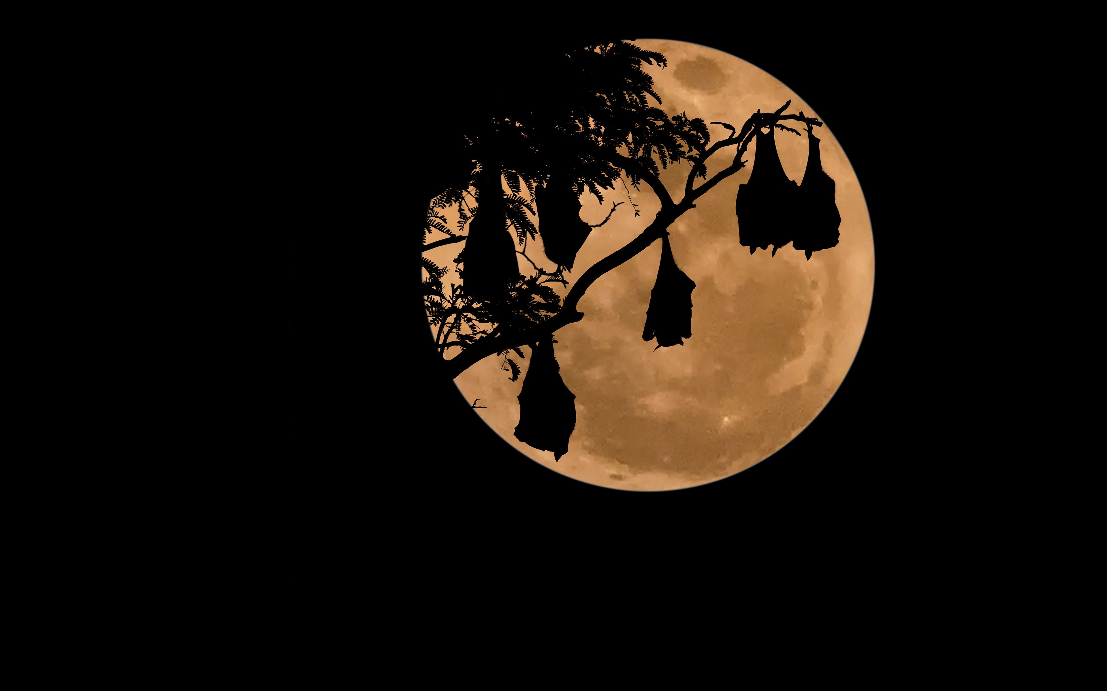 silhouette of tree at full moon