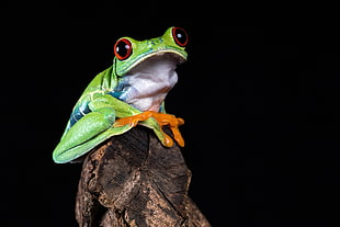 green tree frog on brown stone fragment, red-eyed tree frog HD wallpaper