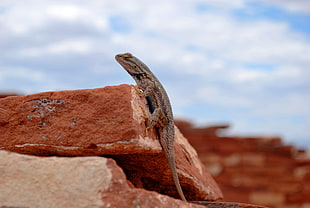 depth of field photography of gray lizard on brown rock