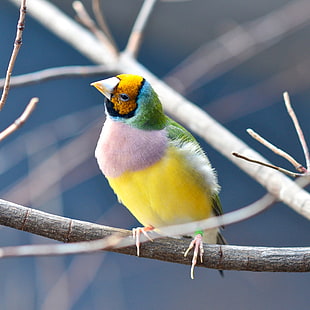 selective focus photogragraphy of yellow and green bird on tree twig, gouldian finch