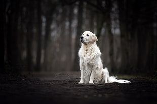 adult yellow Labrador retriever, dark, animals, dog