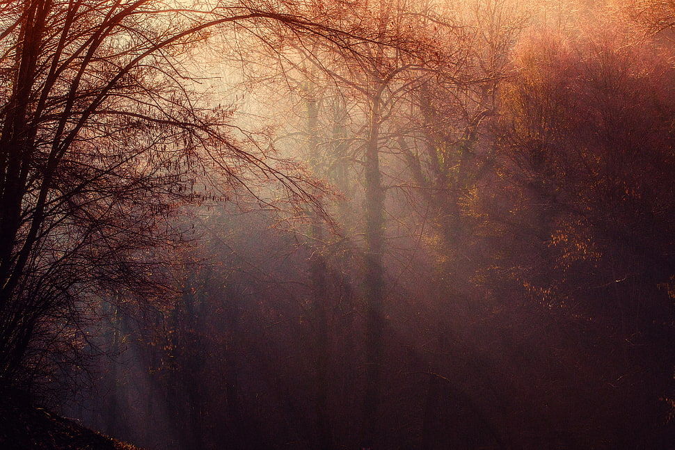 sunlight passing through trees HD wallpaper