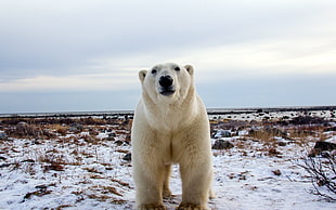 polar bear standing on snow-covered ground under gray cloudy sky