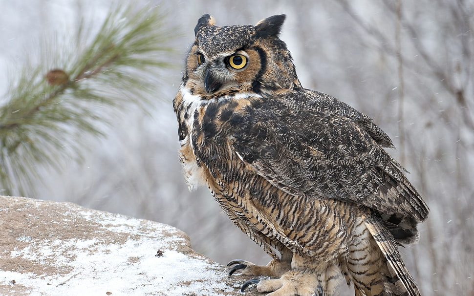 brown and gray Owl HD wallpaper