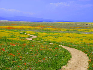 beige soil pathway between flowerbed, california