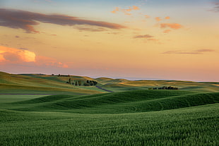 shallow focus photography of green grass field under orange sunset