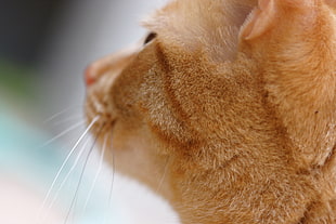 closeup photography of orange tabby cat, dog HD wallpaper