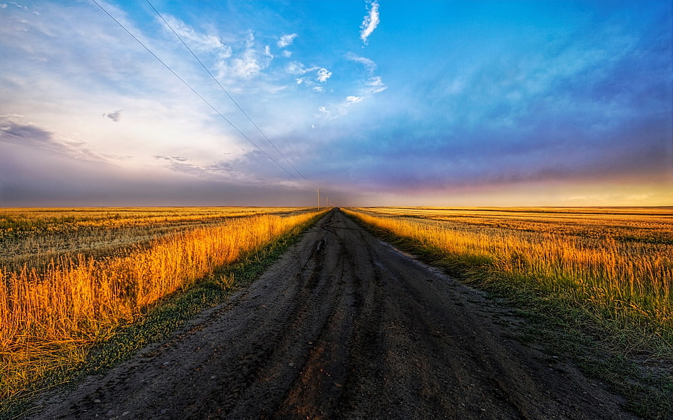 grass field between road HD wallpaper