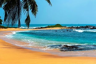 view of sea shore with palm trees