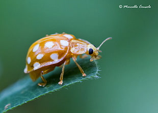 brown and white spotted bug HD wallpaper