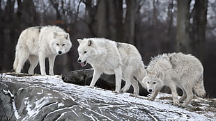 three gray wolves, wolf, snow, animals, nature HD wallpaper